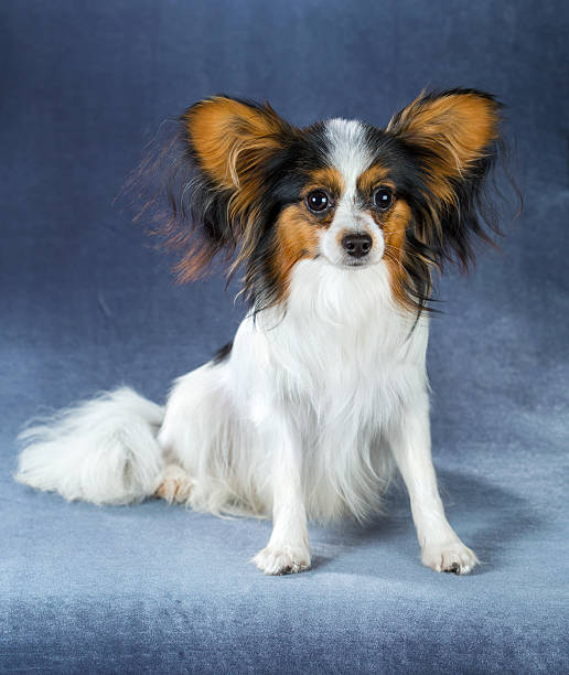 istock Young dog of breed papillon standing 521532990