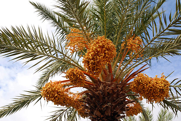 istock Date palm tree with clusters of fruits 521533346