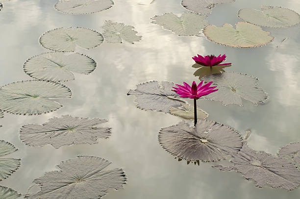 istock Pink lotus or waterlily in pound 521533394