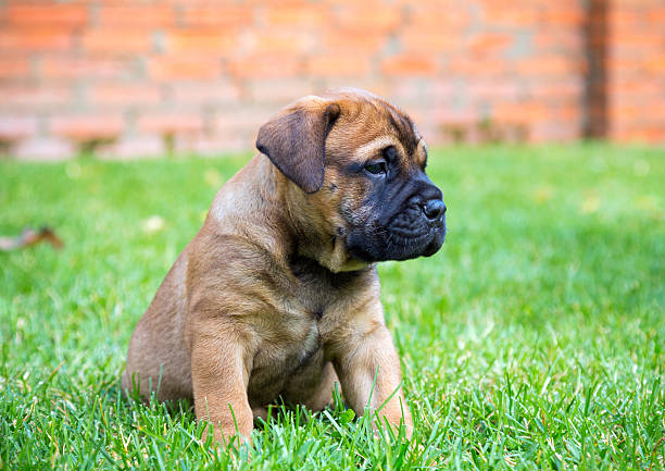 istock Bullmastiff puppy on a lawn 521533750
