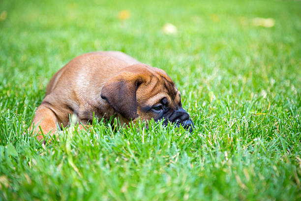 istock Bullmastiff puppy lying on a lawn 521533830