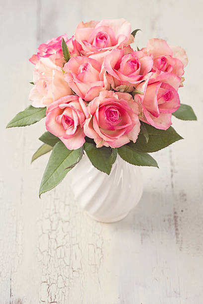 pink розы - sepia toned rose pink flower стоковые фото и изображения