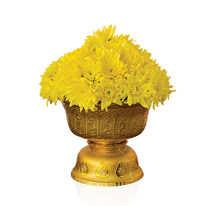 Yellow chrysanthemum decorated on tray with pedestal isolated on white with working path