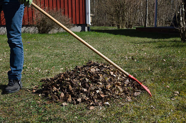 istock Raking dry leaves at spring 521534116