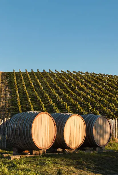 three oak wine barrels in vineyard with copy space