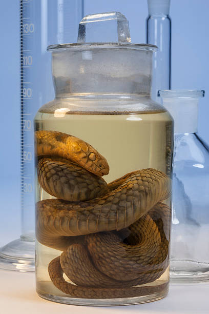 Science Jars Of Formalin And Animals Stock Photos, Pictures & Royalty-Free  Images - iStock