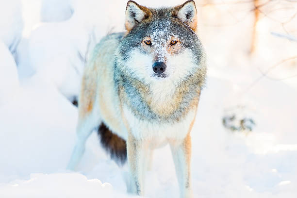 istock Wolf stands in beautiful and cold winter forest 521534466