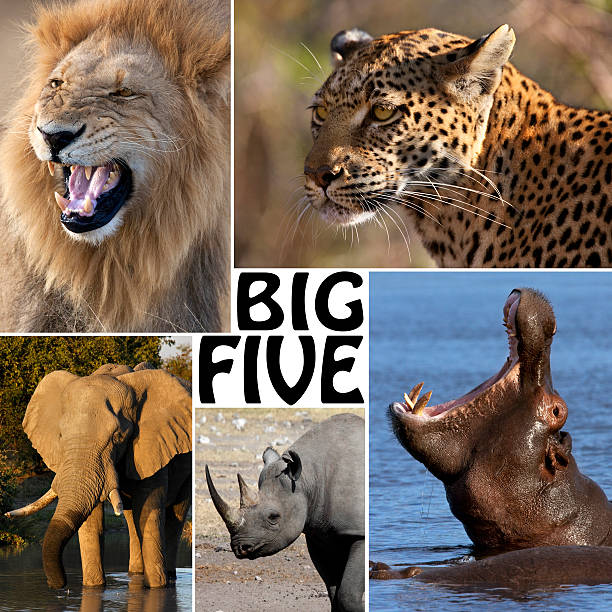 istock African Safari - The Big Five 521534616