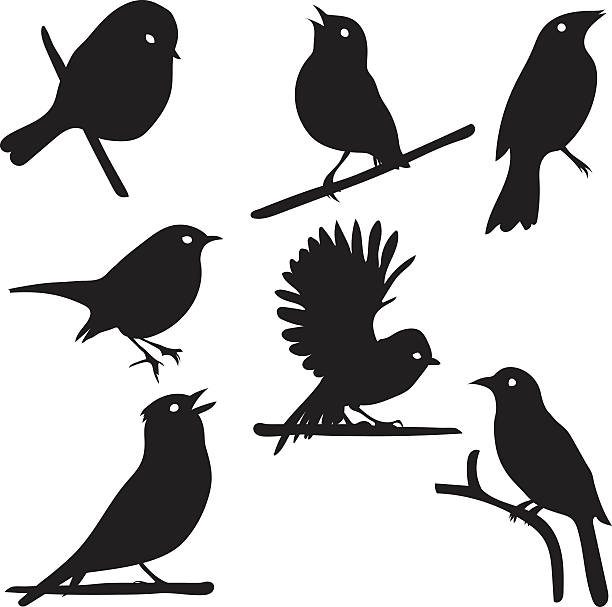 ilustrações, clipart, desenhos animados e ícones de silhuetas de pássaros e aves na filial, coleção de vetor, isolada - chaffinch
