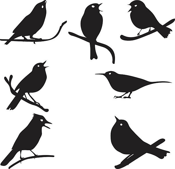 vogel silhouetten vogel auf einem ast, isoliert, vektor-kollektion - nachtigall stock-grafiken, -clipart, -cartoons und -symbole