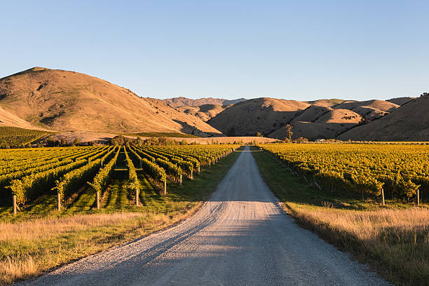 vineyards in Wither Hills, New Zealand vineyards in Wither Hills, Marlborough, New Zealand marlborough new zealand stock pictures, royalty-free photos & images