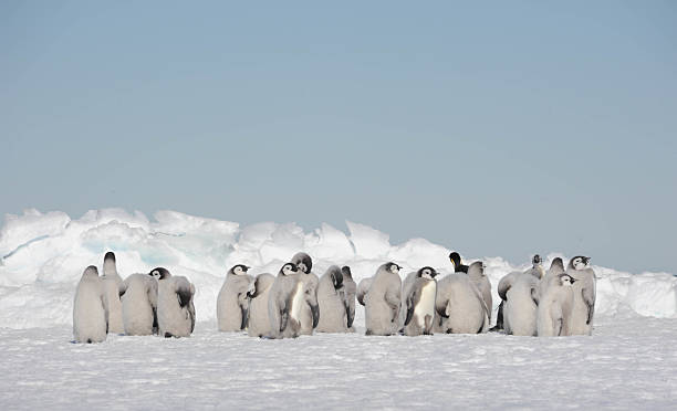 Emperor Penguin chicks stock photo