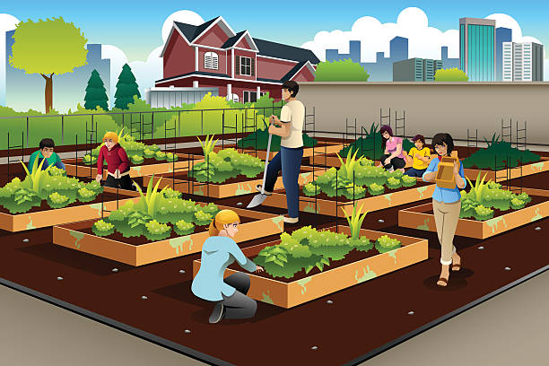 человек делает сообщества в саду - gardening vegetable garden action planting stock illustrations