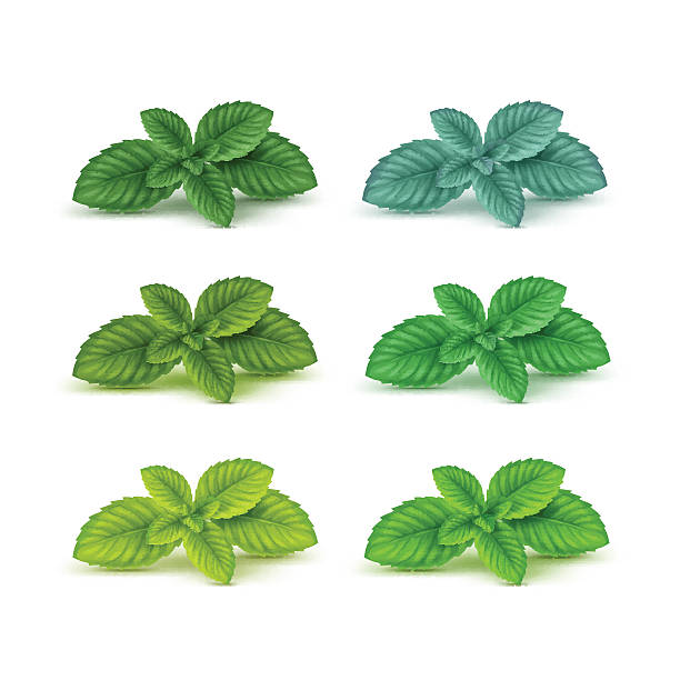illustrations, cliparts, dessins animés et icônes de vecteur des feuilles de menthe de feuilles de menthe verte à la menthe poivrée ensemble isolé - menthe verte