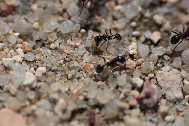 istock Ants carrying food 521537952
