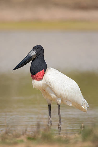 istock Jabiru Stork standing in water 521539062
