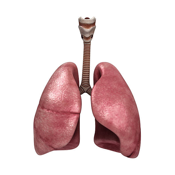 Human lungs and trachea. 3d render stock photo
