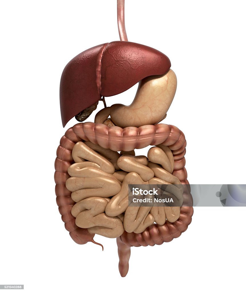 Anatomia Sistema digestivo humano fraque, incluindo boca. O OTH - Foto de stock de Anatomia royalty-free