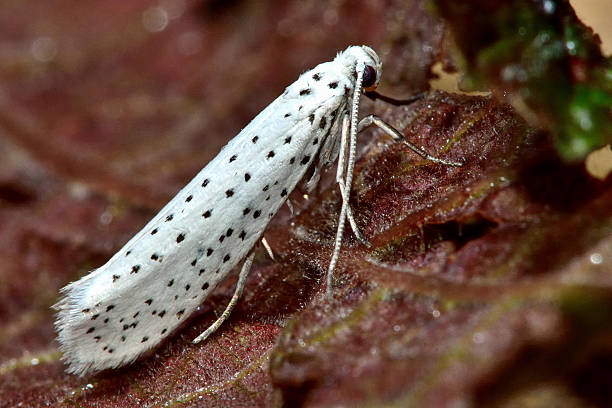 鳥-桜オコジョ（yponomeuta evonymella) - insect moth nature ermine moth ストックフォトと画像