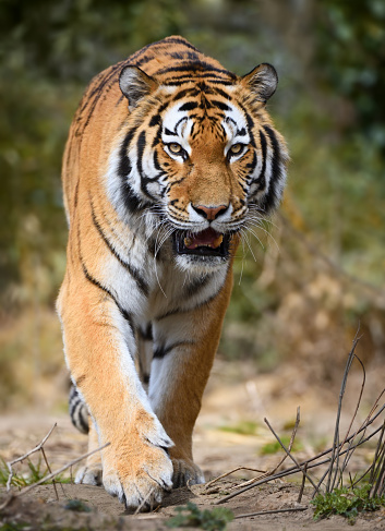 A closeup of a Siberian tiger with a blurred background