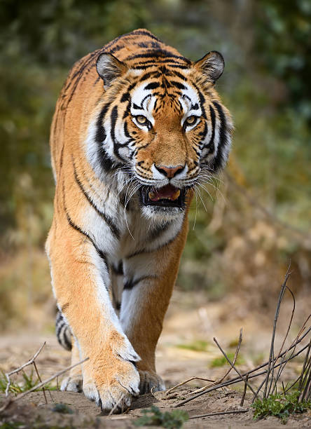 approaching tiger close-up of a siberian tiger siberian tiger stock pictures, royalty-free photos & images