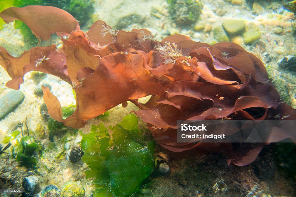 Alga roja en río submarino de Cabo Bacalao - Foto de stock de Alga roja libre de derechos
