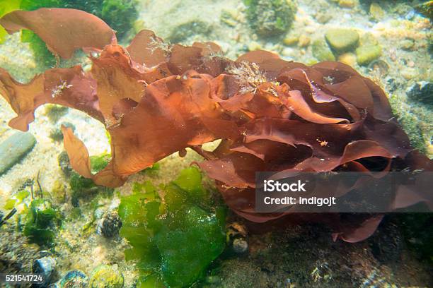 Alga Roja En Río Submarino De Cabo Bacalao Foto de stock y más banco de imágenes de Alga roja - Alga roja, Alga Verde, Subacuático