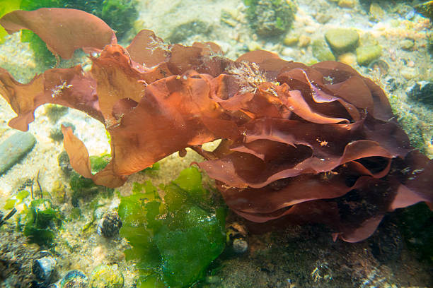 Red Algae Underwater in Cape Cod River Red Algae (Grateloupia turuturu) underwater on rocky shore of the Bass River on Cape Cod in Yarmouth, Massachusetts red algae stock pictures, royalty-free photos & images