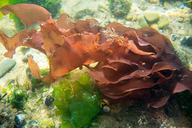 Red Algae (Grateloupia turuturu) underwater on rocky shore of the Bass River on Cape Cod in Yarmouth, Massachusetts