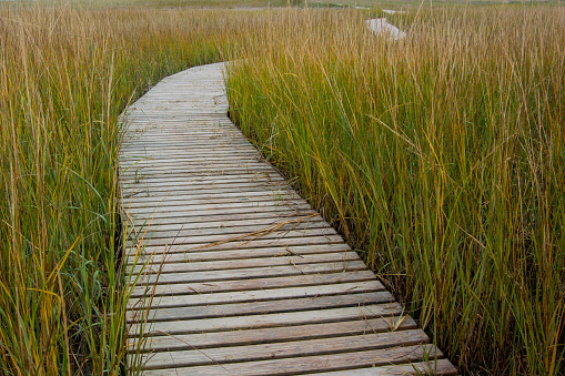 winding wooden boardwalk trail between Smooth Cord Grass (Spartina alterniflora) at the Mass Audubon Wellfleet Bay Wildlife Sanctuary in Wellfleet, Massachusetts
