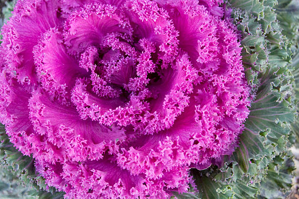 istock Ornamental Cabbage in Urban Garden 521542292