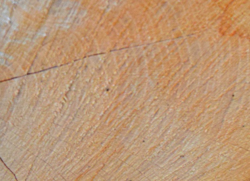 macro wood tree trunk sawn background