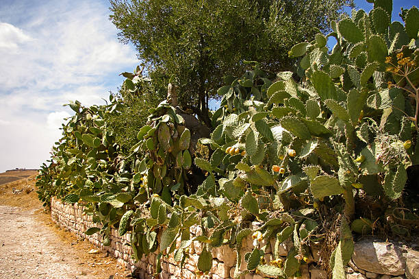 istock Cactus with edible buds. Tunisia. 521542694