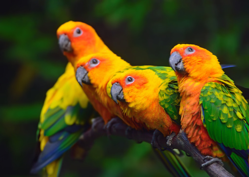 sun conure parrots also called sun parakeet (Aratinga solstitialis) sitting on a branch