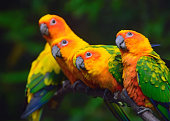 sun conure parrots