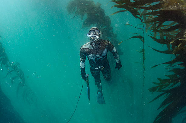 spear fishing strong free diver swimming to the surface near a kelp bed with his spear gun  deep sea diving underwater underwater diving scuba diving stock pictures, royalty-free photos & images