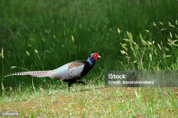 Pheasant Stock Photo - Download Image Now - Animal Wildlife, Animals In The Wild, Bird