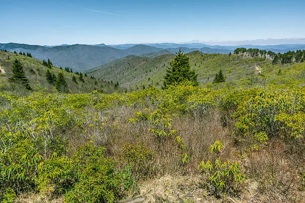Photo of Mountain Meadow
