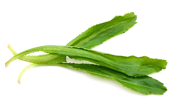istock leaf of eryngium foetidum 521545900