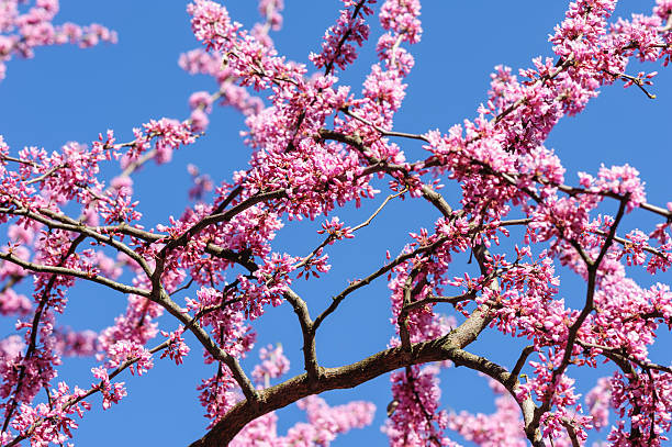 Cercis siliquastrum at blue sky Blossoming cercis siliquastrum in the sky during springtime judas stock pictures, royalty-free photos & images