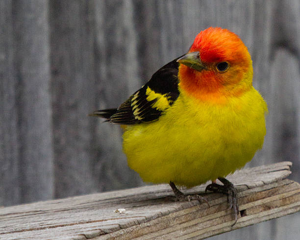 Western Tanager III Jackson Wyoming piranga ludoviciana stock pictures, royalty-free photos & images