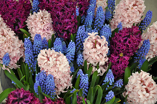 istock Pink and purple hyacinth garden 521546712