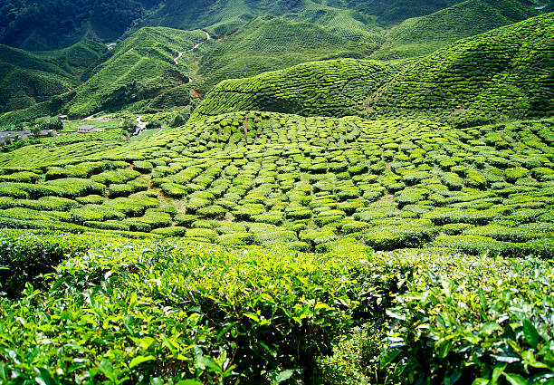 istock Green tea plantations Cameron Highlands in Malaysia 521546882