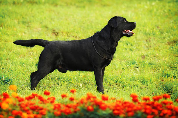 istock Labrador Retriever standing in the show position 521547620