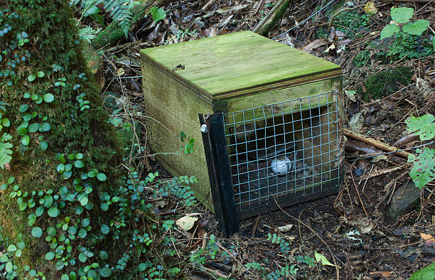 Predator trap Pest control trap in New Zealand possum nz stock pictures, royalty-free photos & images