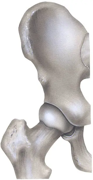 Photo of Hip Bones