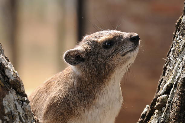 Dassie rat, Hyrax, Tanzania Dassie rat or Hyrax in Tanzania tree hyrax stock pictures, royalty-free photos & images