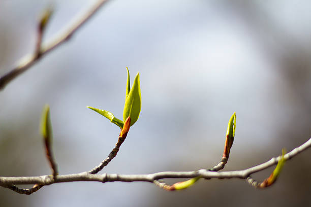 istock Green Leaves Popping Out On Branch (Close-Up) 521550294
