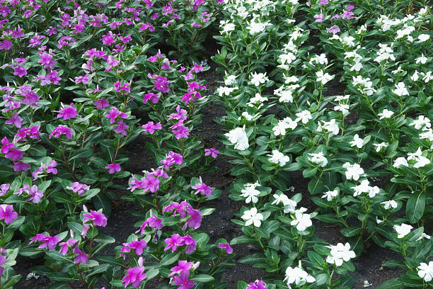 istock Purple flowers and white flowers zoning 521551206
