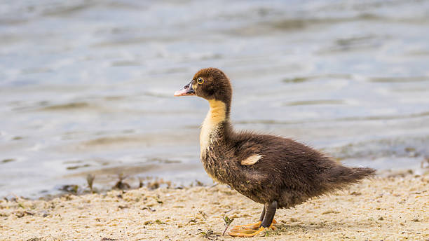 istock Muscovy Duckling, Lake at The Hammocks, Kendall, Florida 521551386